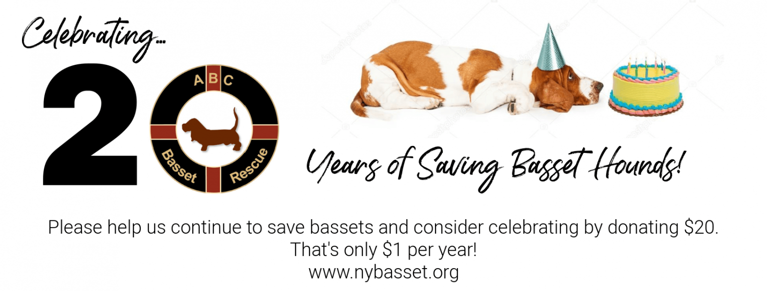 Basset Hound Rescue in New York All Bassets Cherished Basset Hound